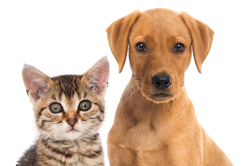 C.A.R.E.4Paws Animal Abuse Awareness image of a tabby kitten and orange puppy