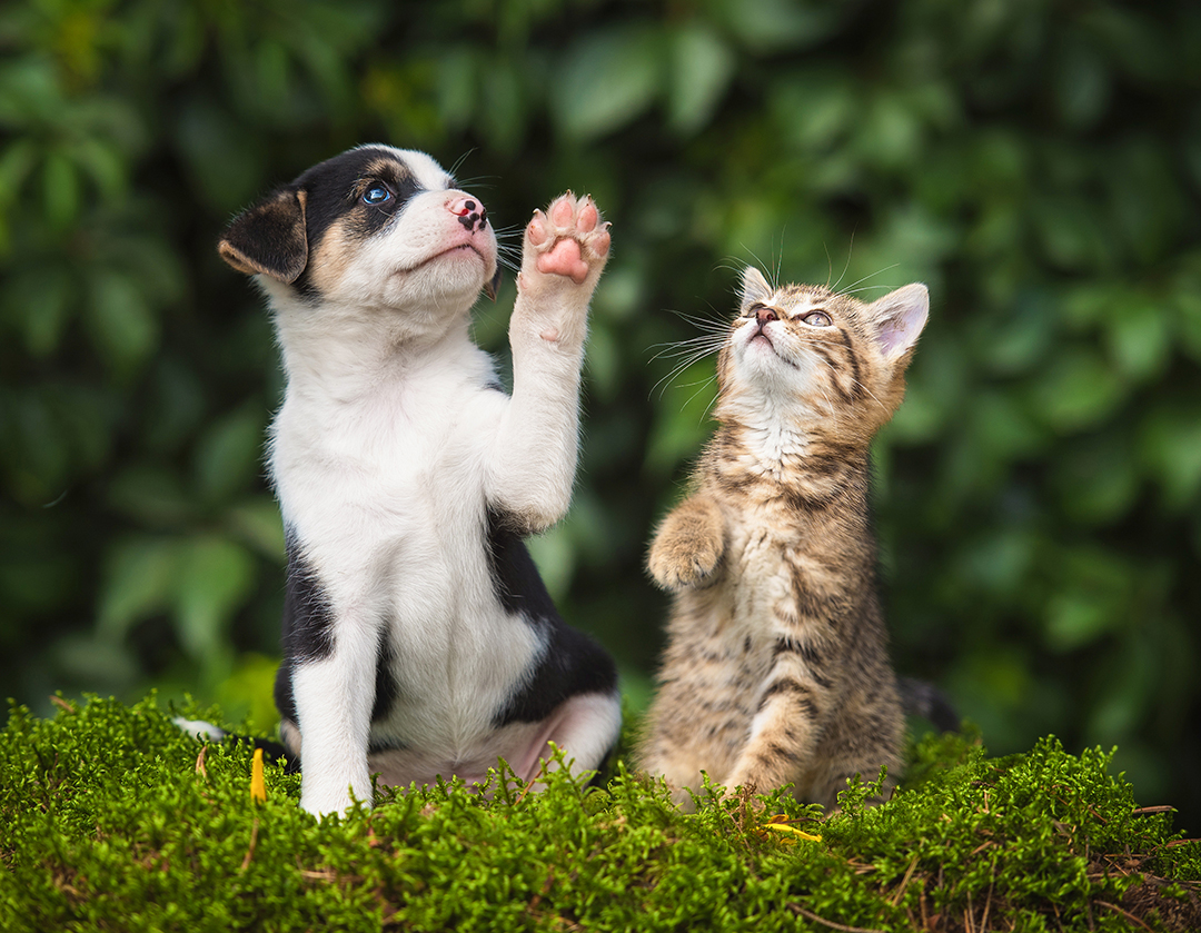 Kitten and Puppy