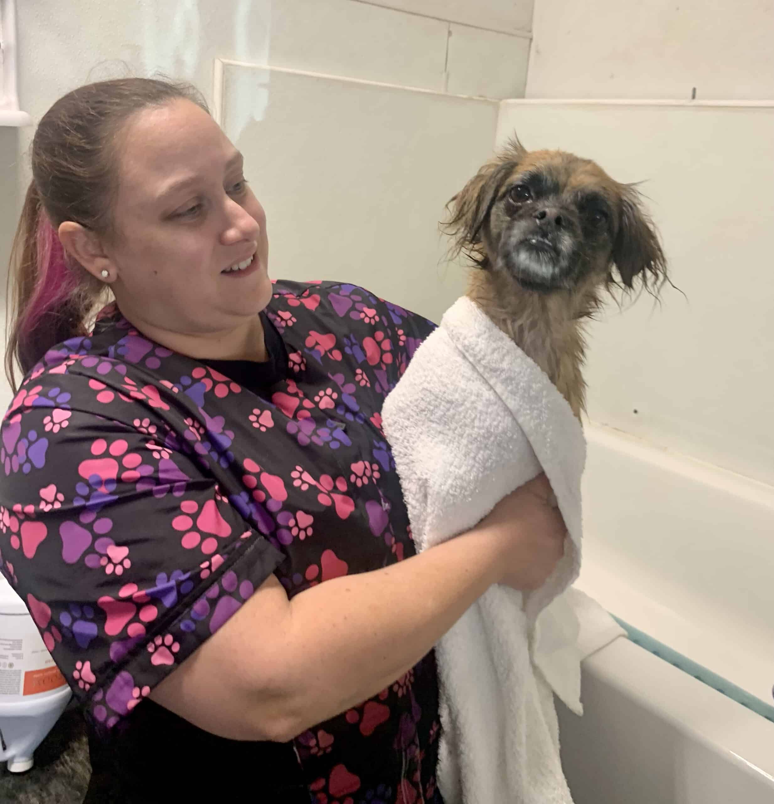 Professional dog washer holding cute little pet in a towel after his bath