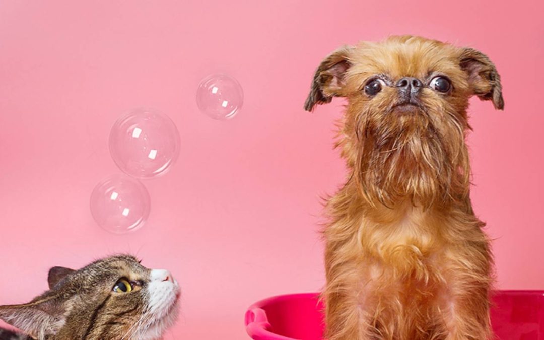 groomingcare4pawssantabarbara C.A.R.E.4Paws