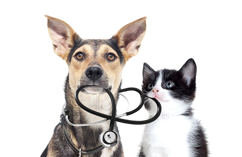 Dog and cat with stethoscope