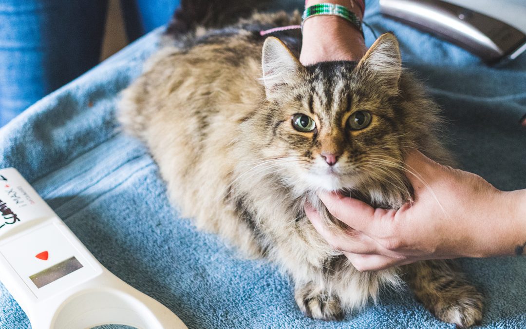 A microchip can be a pet’s ticket home!