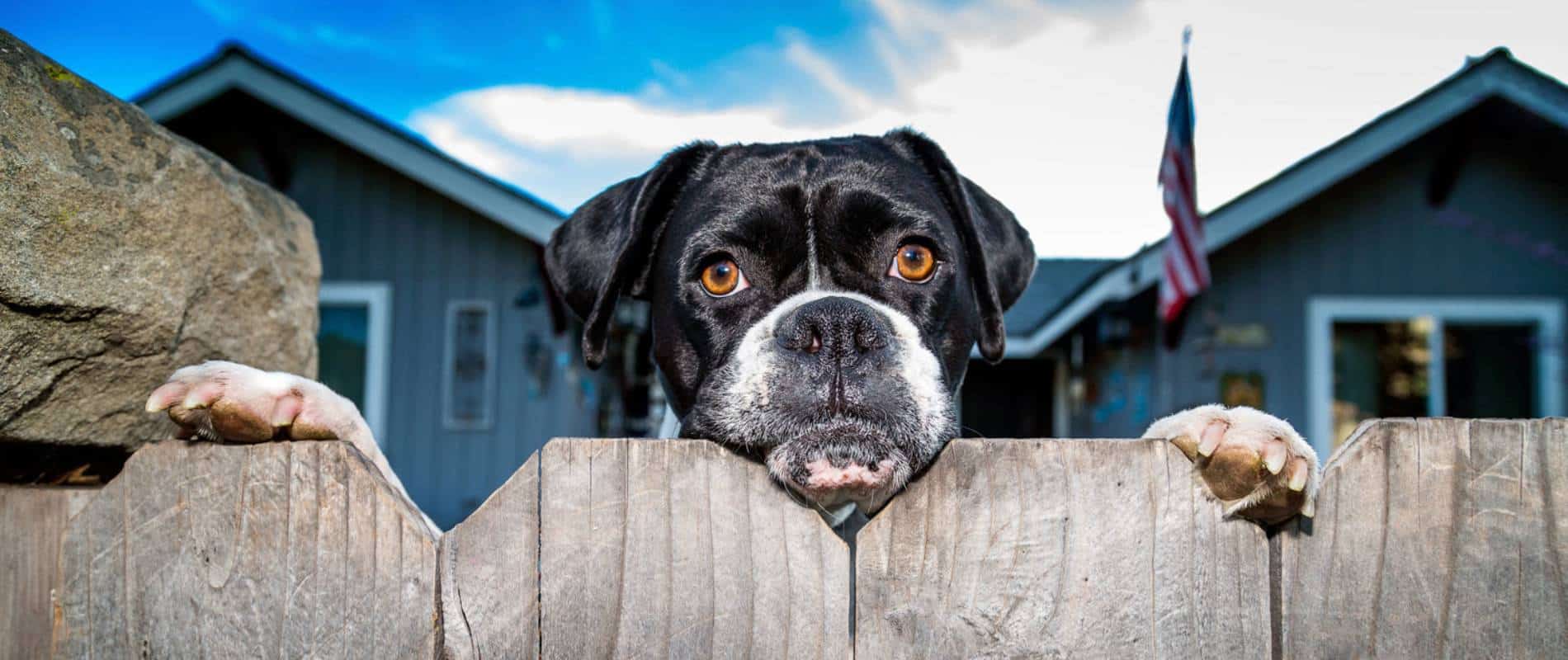 dog with paws on fence looking over