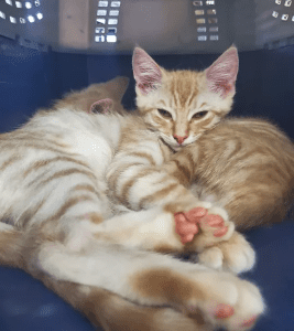 Orange tabby kittens at a C.A.R.E.4Paws Mobile Pet Clinic