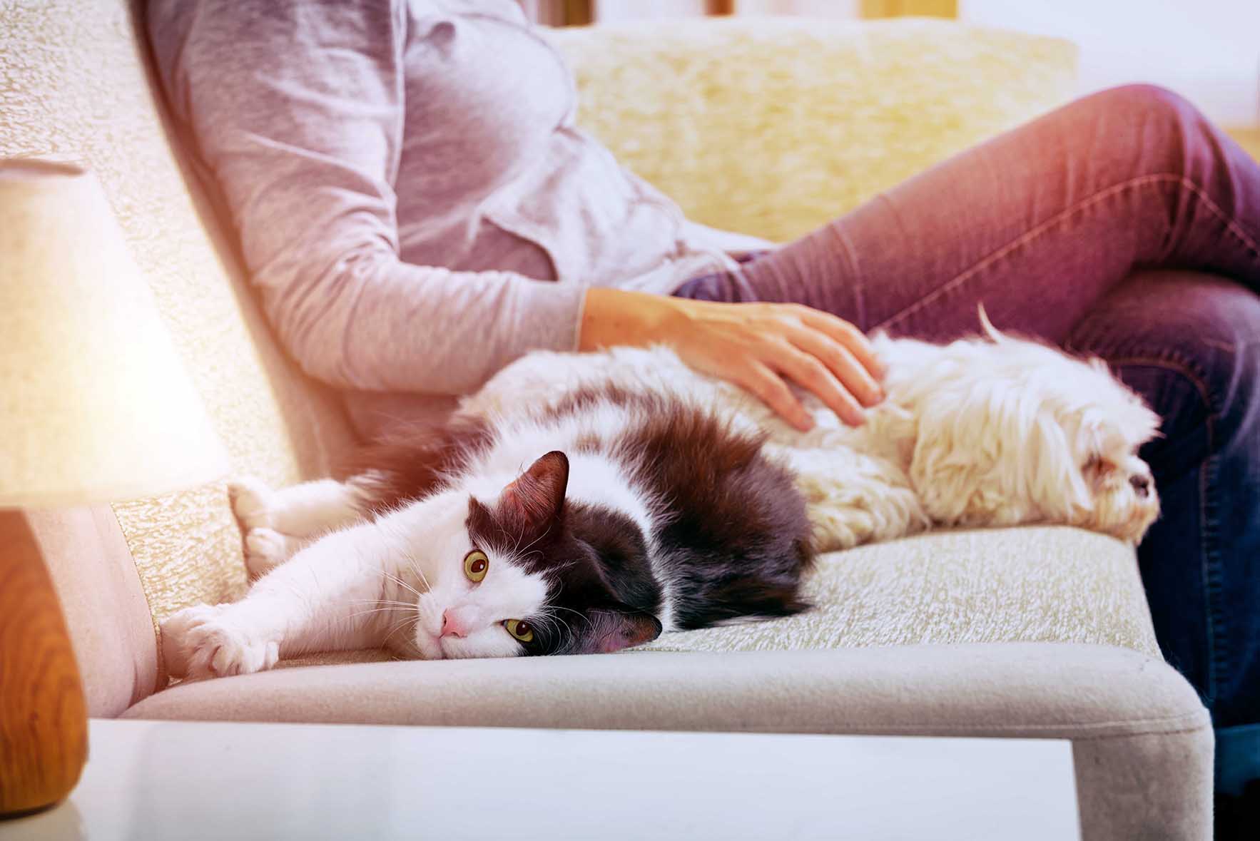 Woman sitting on sofa in living room with her pets little dog and cat