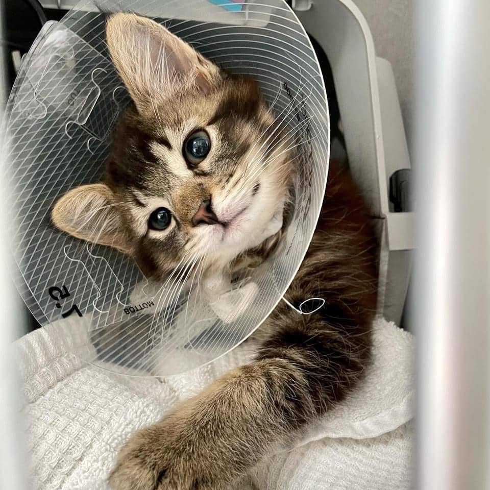Cat after spay/neuter with cone
