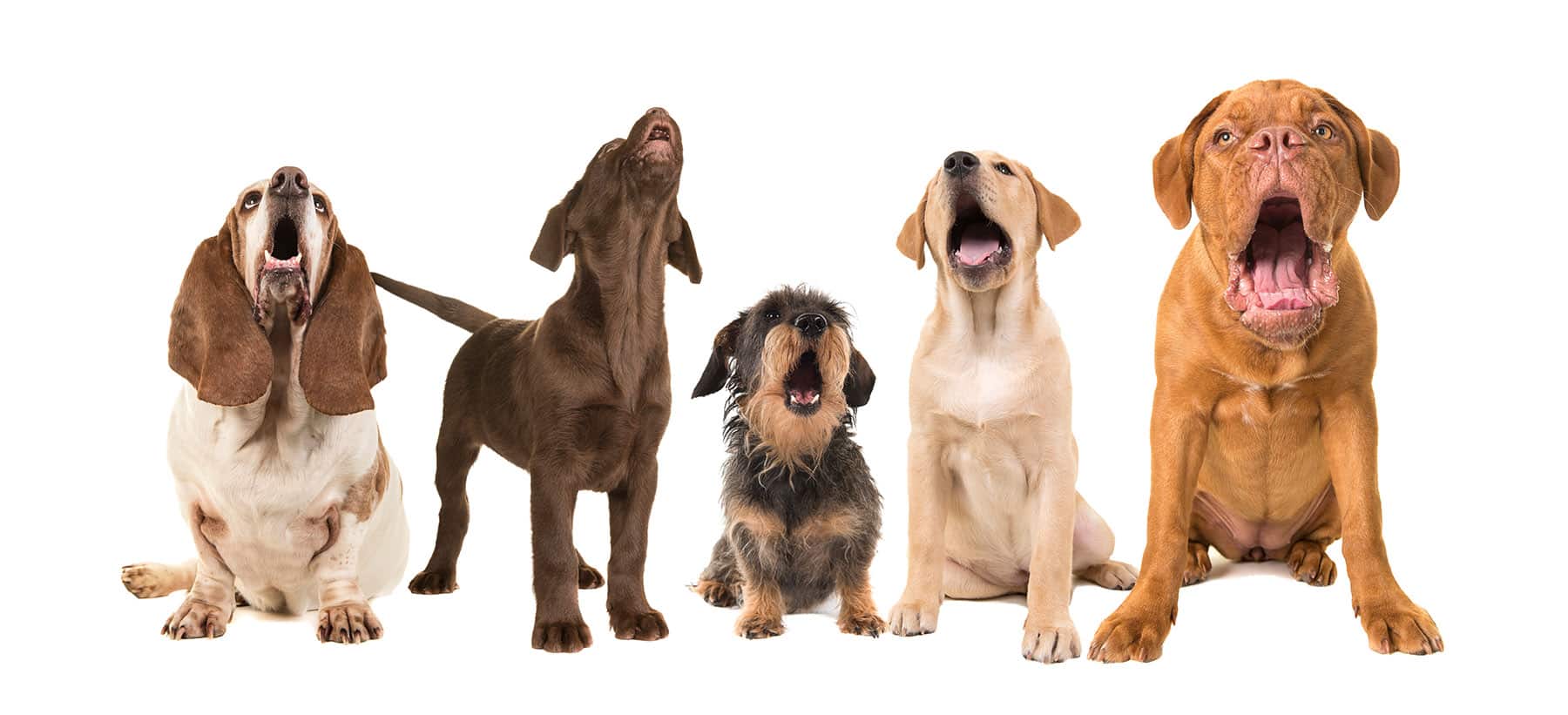 Group of dogs with various breeds looking up singing on a white background