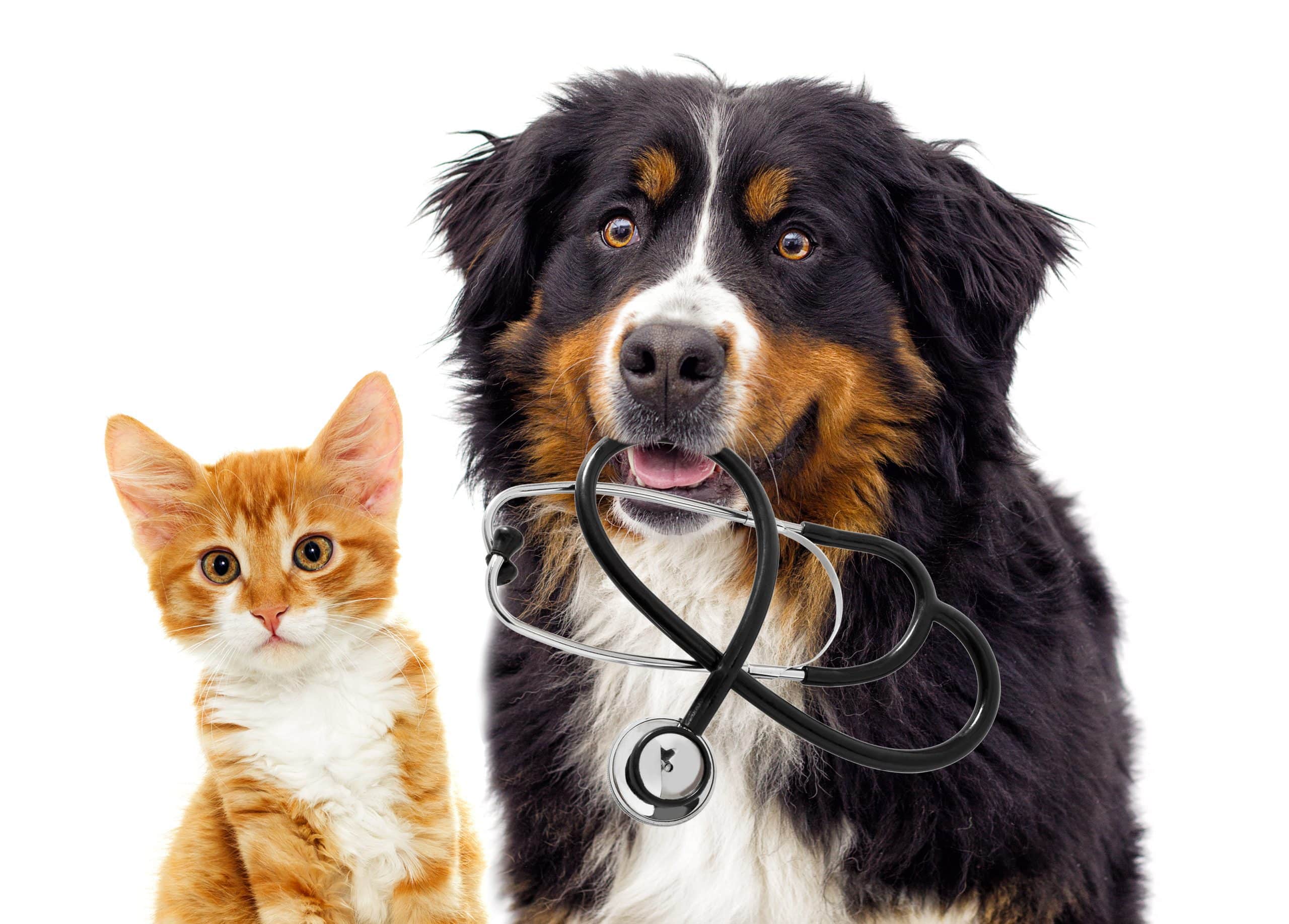 Black dog holding stethoscope sitting with orange cat