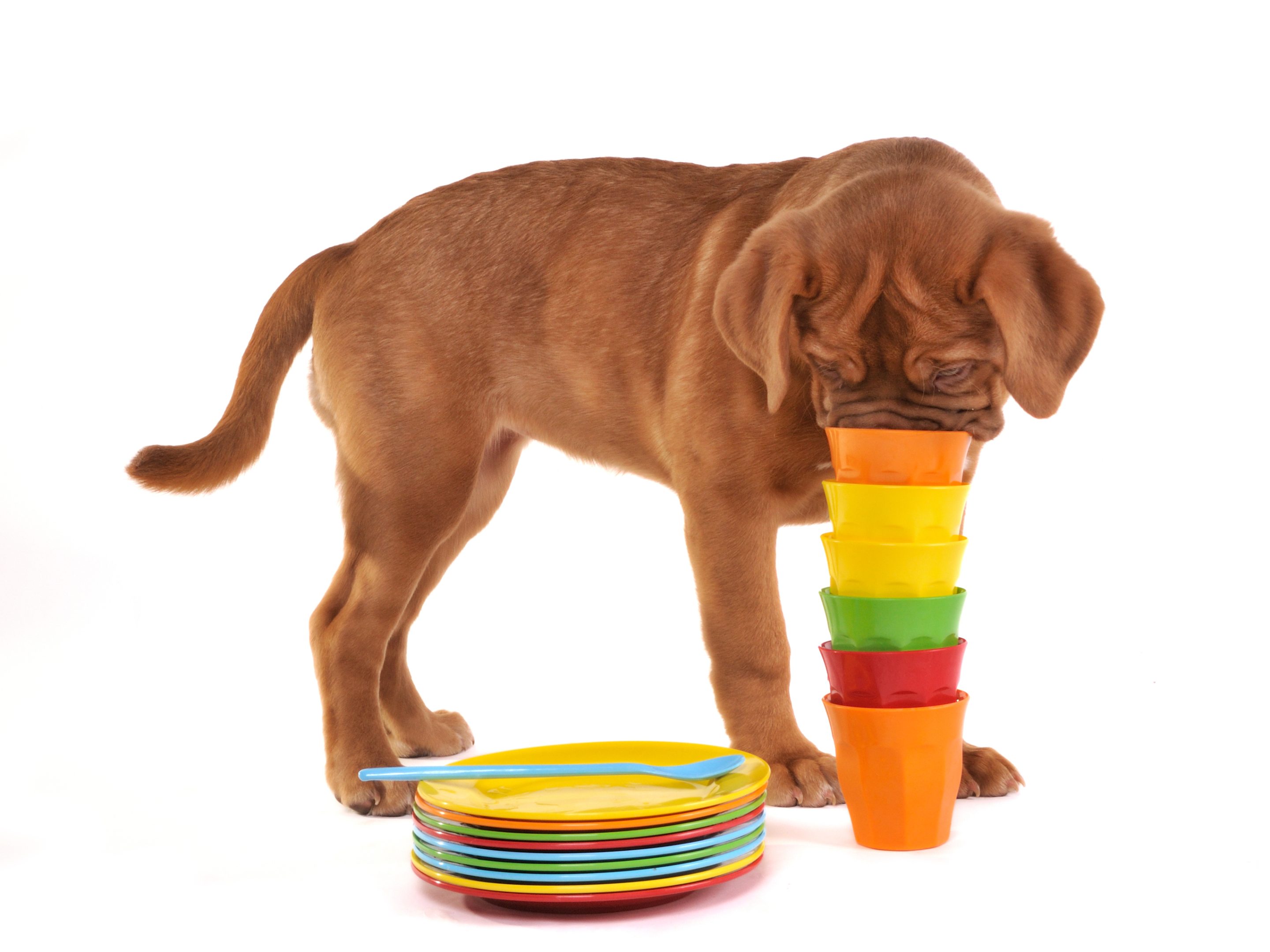 Dog with colorful bowls and cups with his nose inside the cup stack