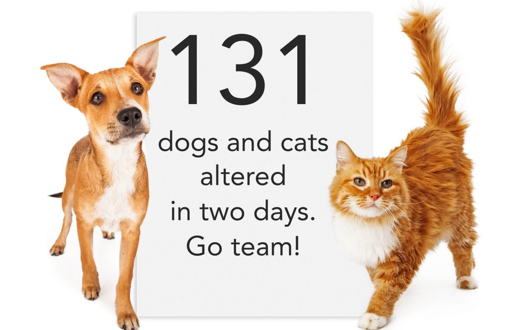 A young mixed breed dog and a pretty cat, both with a yellow-orange color coat standing next to a sign that reads 131 dogs and cats altered in two days. Go team!