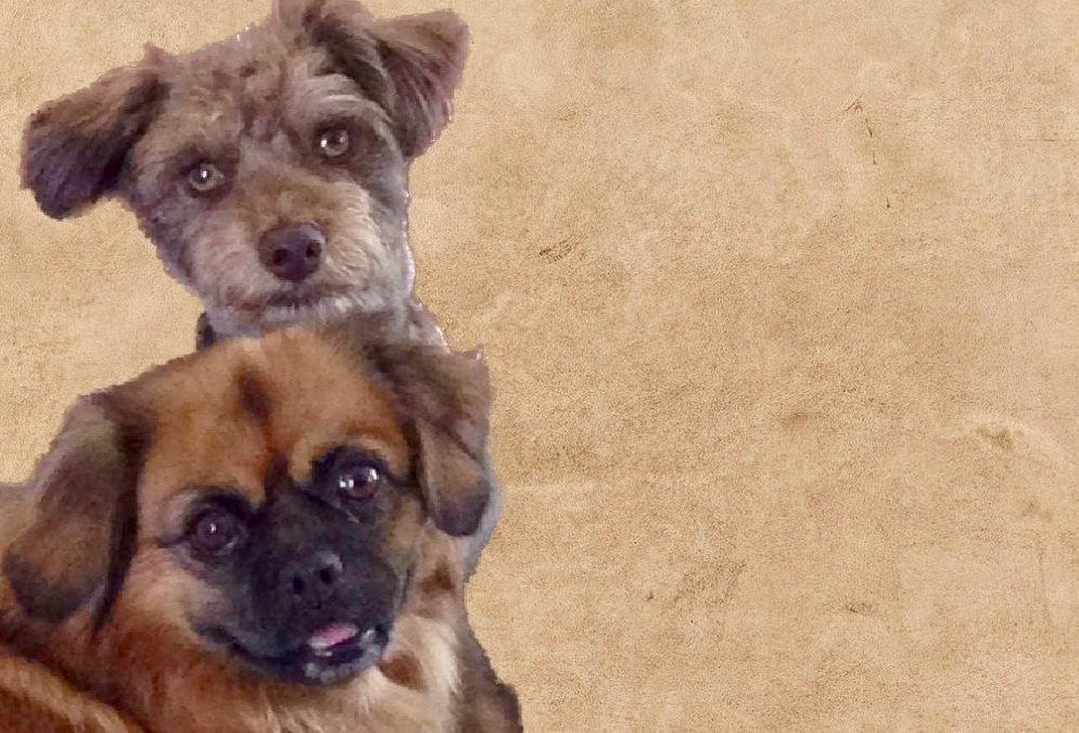 Affordable dental care