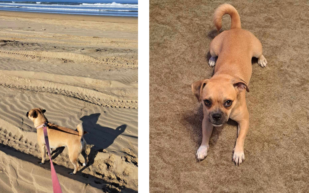 Support for Oceano pets