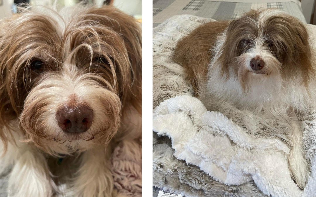 Tangee’s teeth cleaning