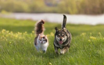 C.A.R.E.4Paws Opens a Confidential, Free Emergency Boarding Facility to Support Central Coast Pet Families Navigating Domestic Abuse and Other Life Crises