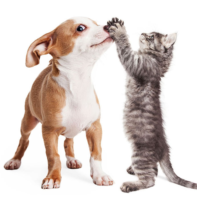 A cat and a dog play on C.A.R.E.4Paws about us page