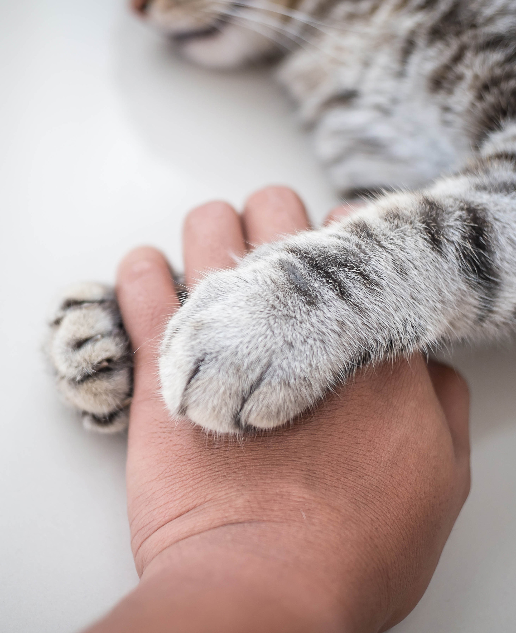 Cat love, cats paw grips owners hand 