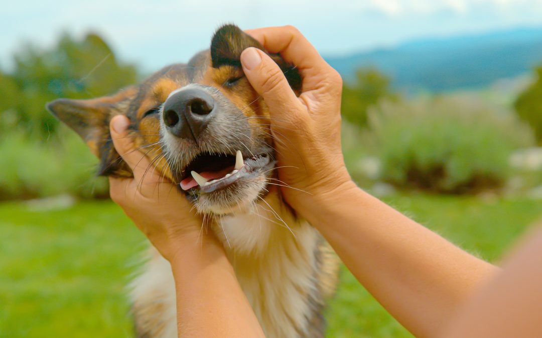 A microchip can keep you and your pets together!