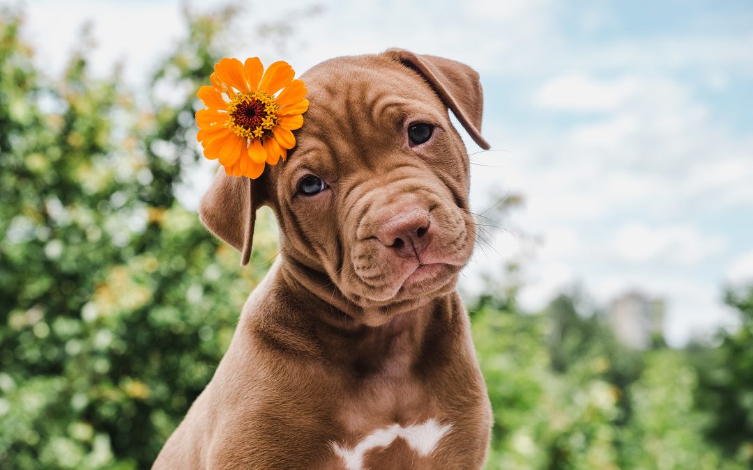 Protect your puppy from parvo!