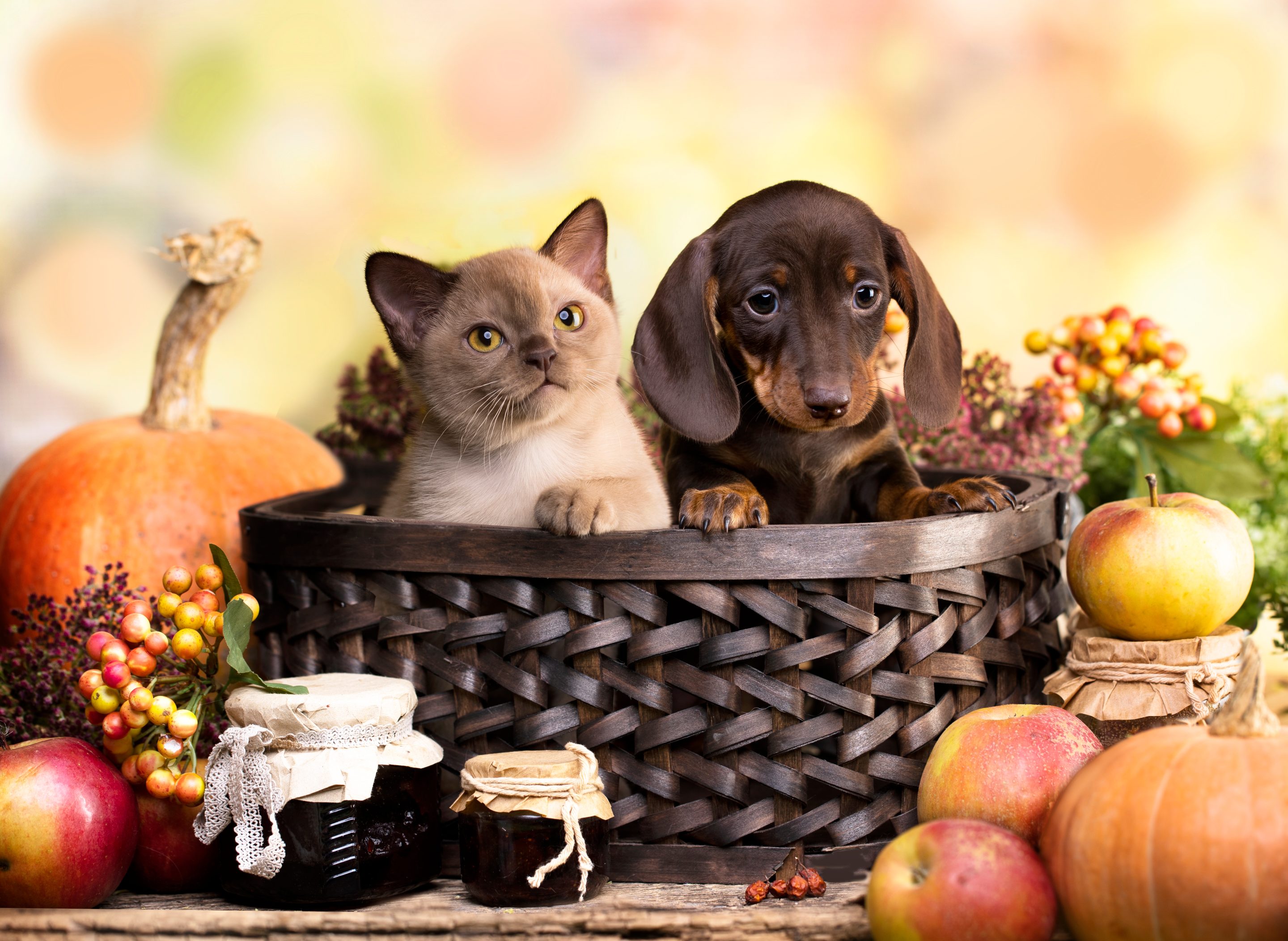 C.A.R.E.4Paws Thanksgiving Dog and Cat in a basket surrounding by fall pumpkins and treats