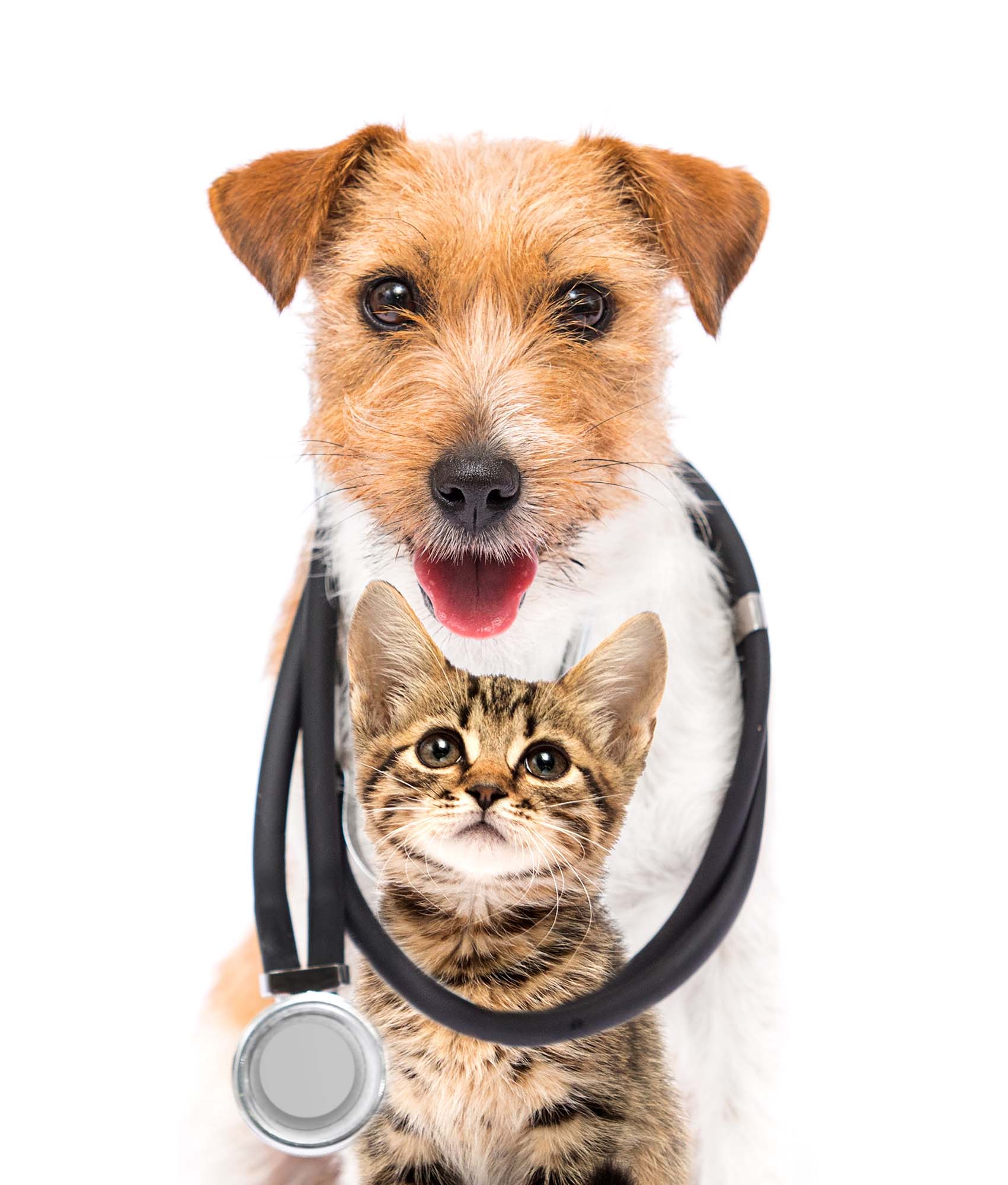 Dog with Stethoscope