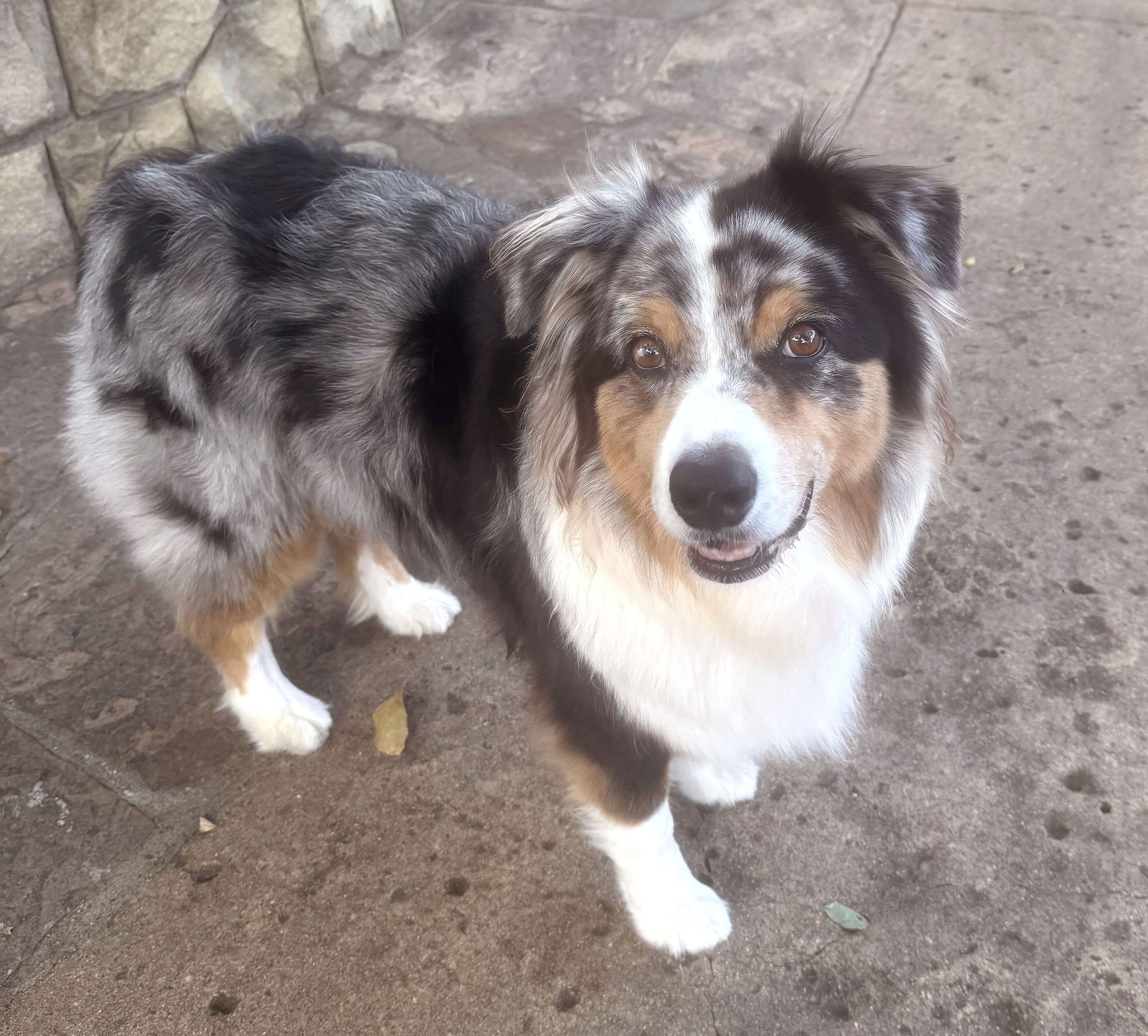 The dog who inspired the idea for the Albus Fund