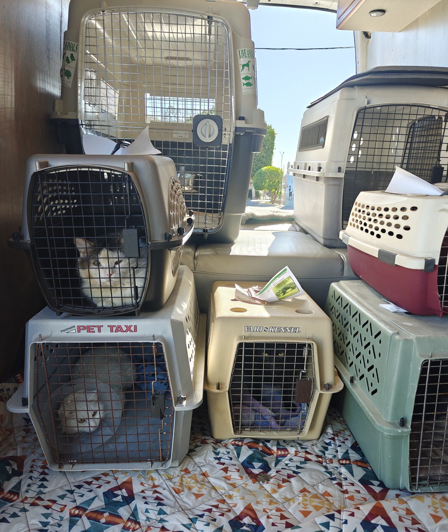 C.A.R.E.4Paws Executive Director Isabelle Gullo with PetSmart Charities team November 2024