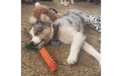 Help for my boy, Tru!