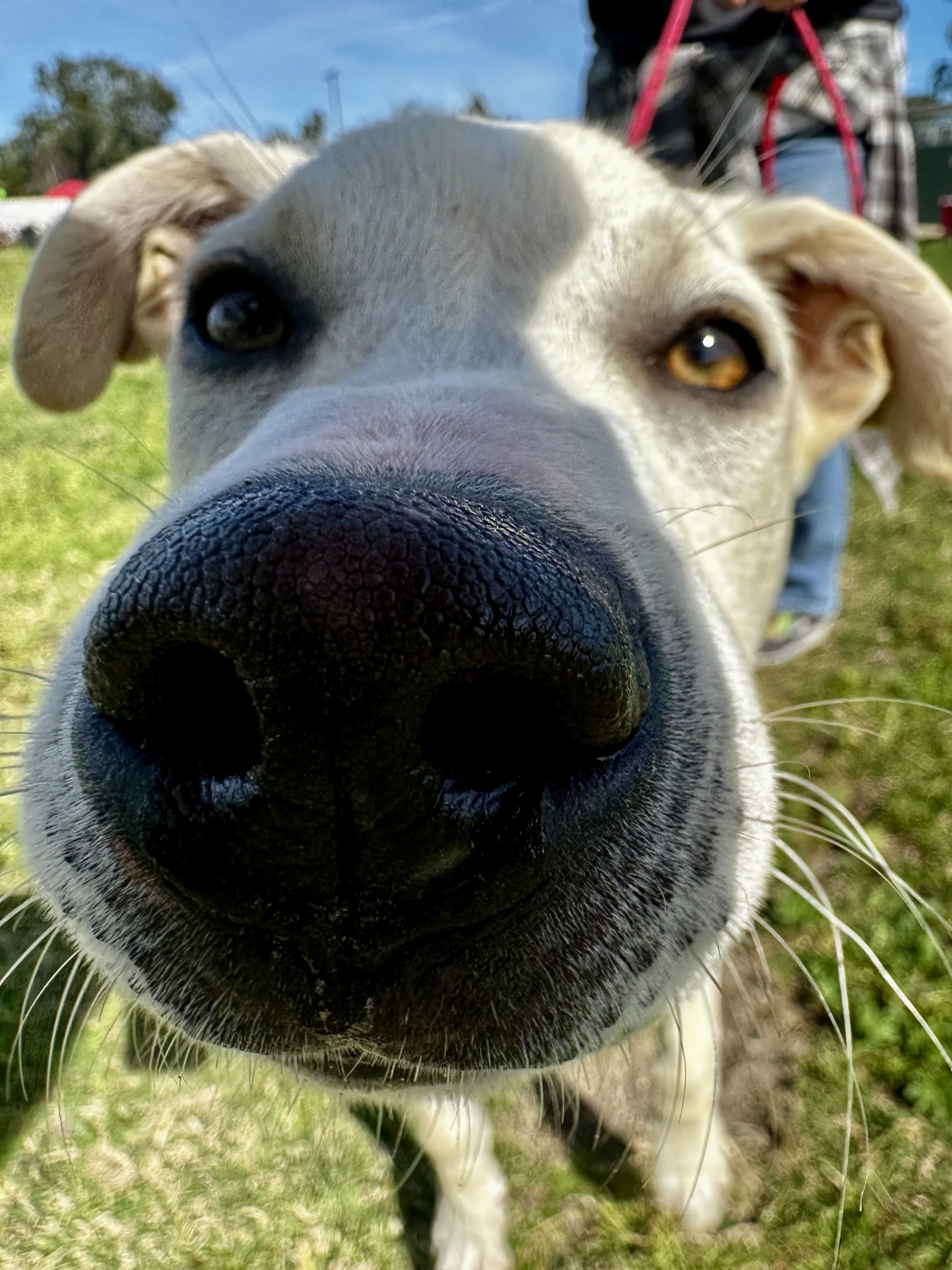 C.A.R.E.4Paws volunteer with adoptable dog Doogie