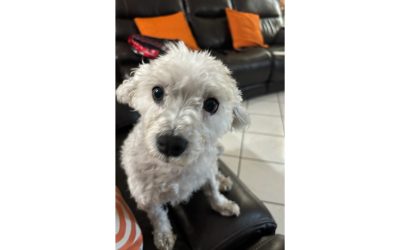 Bella is happy and healthy