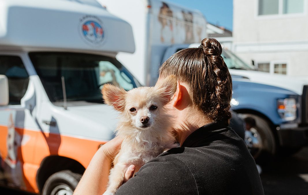 Let’s alter the future for our four-legged friends!