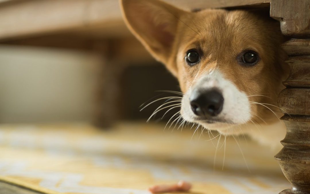 Emergency Preparedness Guide for Pet Families