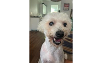 Affordable dental cleaning and extractions for Boston