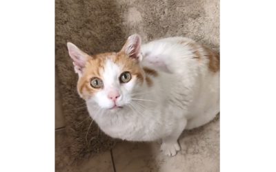 A group effort saves Butterscotch!