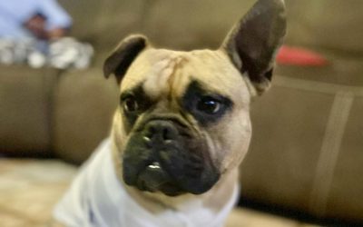 Pet wellness services for the community