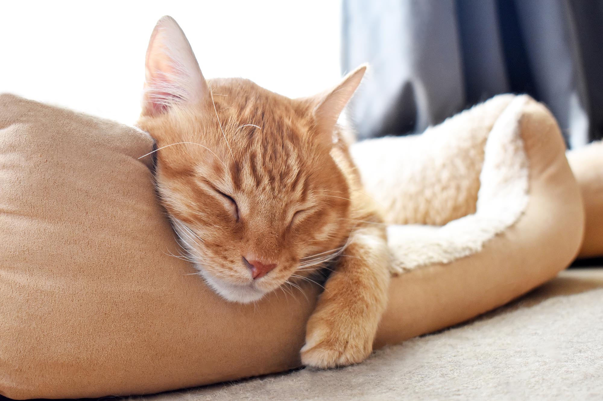 An orange cat relaxing at C.A.R.E.4Paws anonymous pet boarding facility and refuge