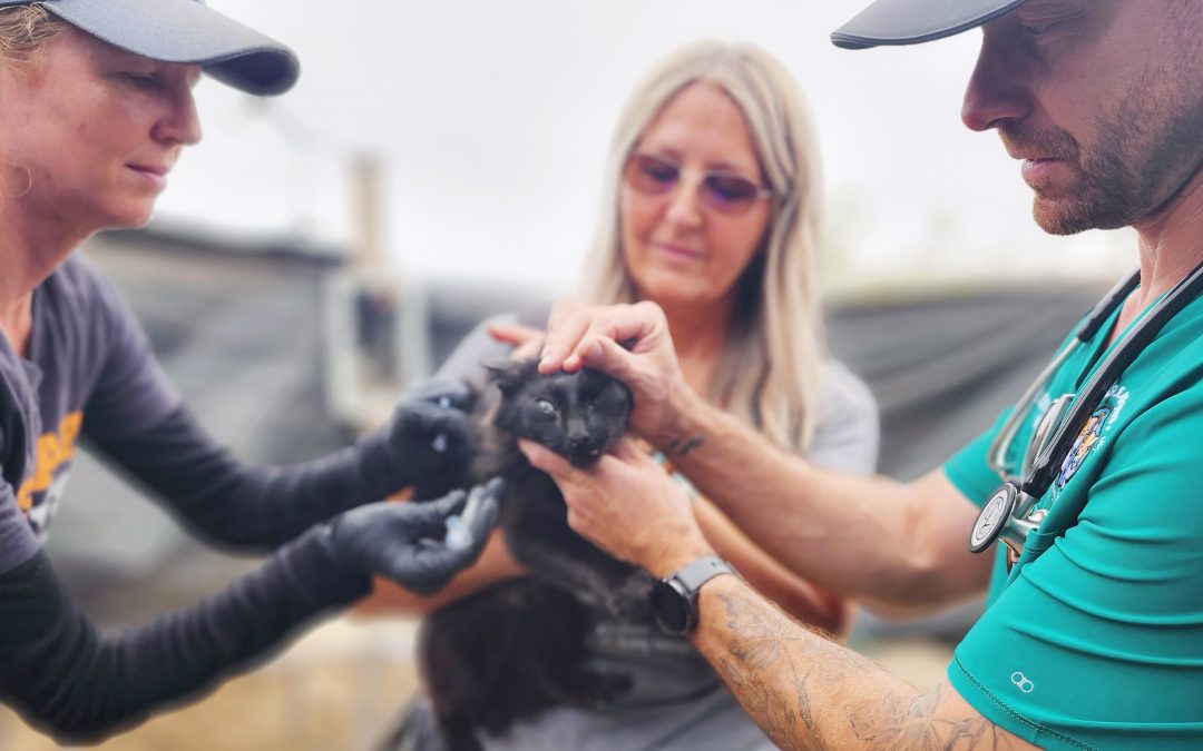 Support for pet families in the Santa Maria riverbed