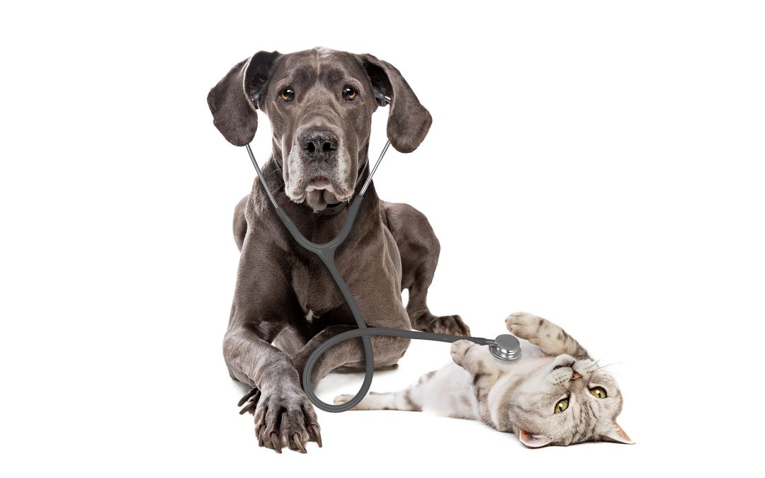 Spayathon & Pet Wellness Clinic in Santa Maria