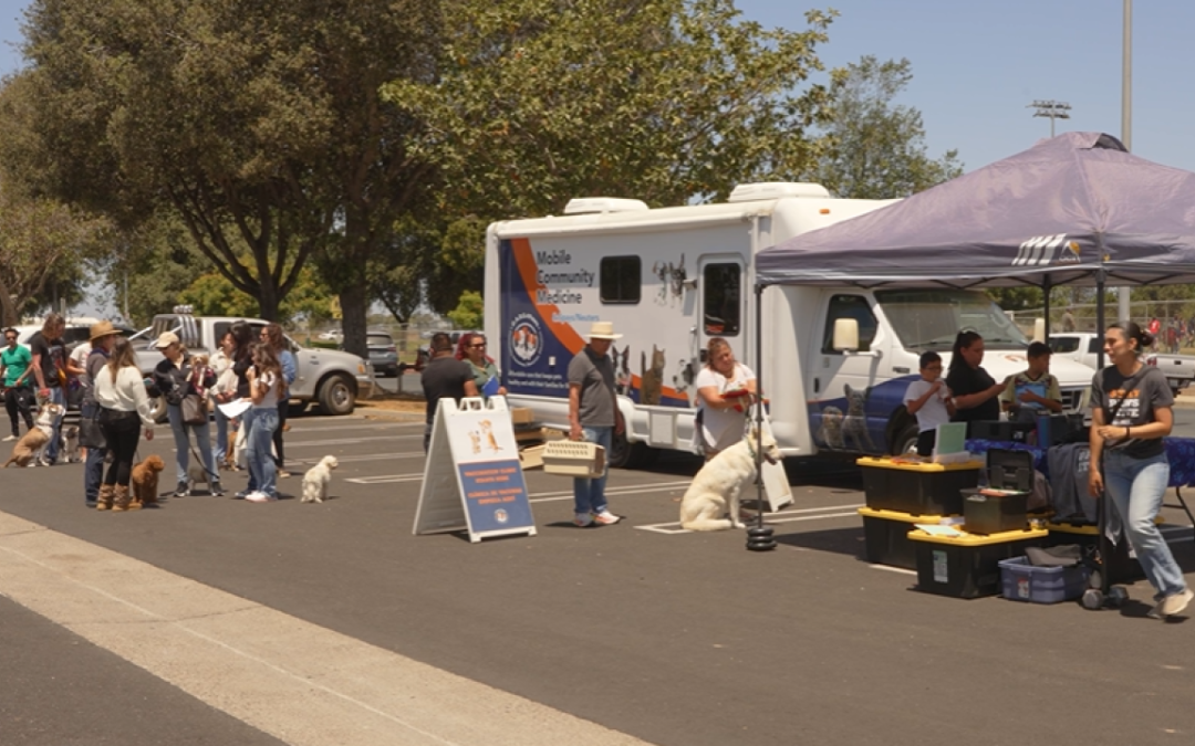 Pop-up clinic offers low-cost care for pets in the community