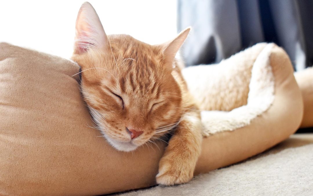 C.A.R.E.4Paws raises funds for a confidential pet refuge on the Central Coast