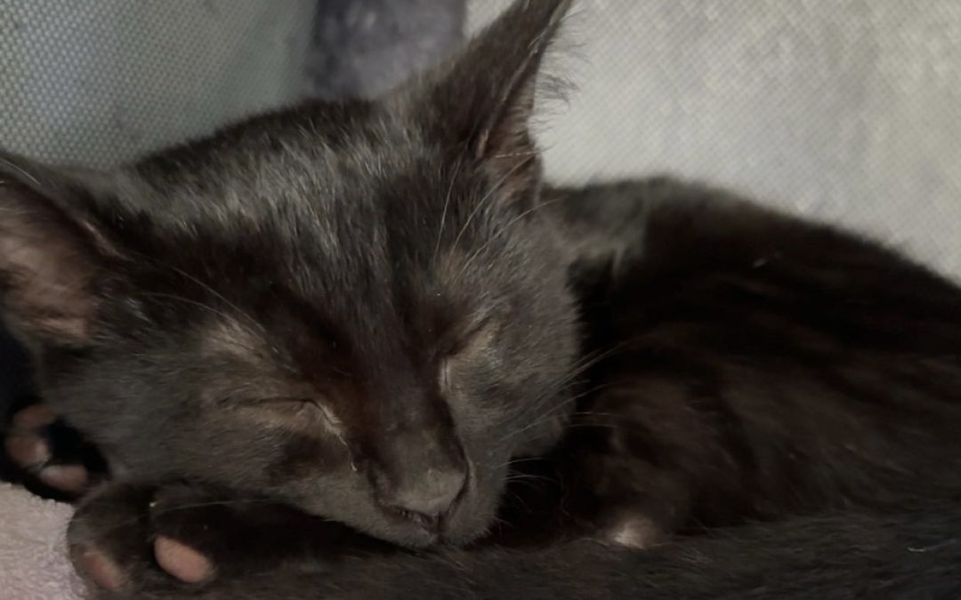 Affordable and compassionate care