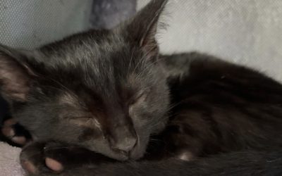 Affordable and compassionate care