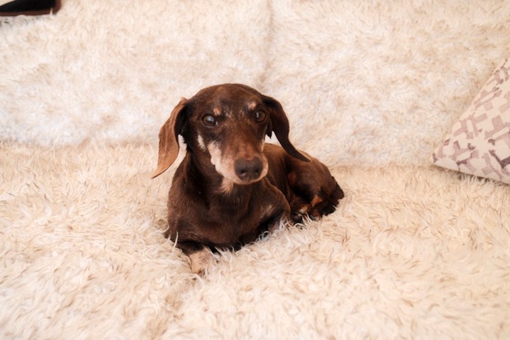 The dog who inspired the idea for the Albus Fund