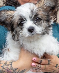 Close up of a small furry white dog