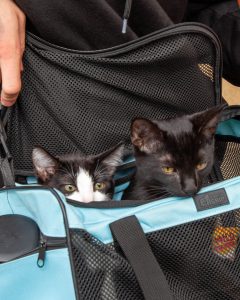 Two cats peeking out of a carrier