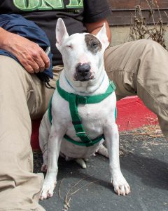 A white dog relaxing in the sun