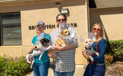 Spayathons to curb overpopulation