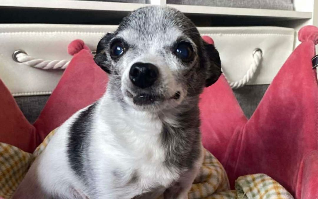Hope and healing for senior dog, Brooklyn!