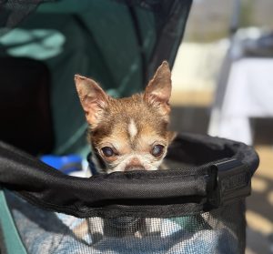 Senior chihuahua attending Paws & Pours at Bein Nacido in a stroller