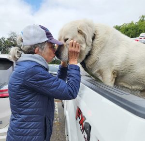 Volunteer getting a doggy kiss from a large white dog