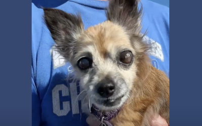 Accessible services for senior pet families